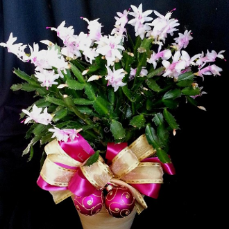 Christmas cactus prolific blooming plants