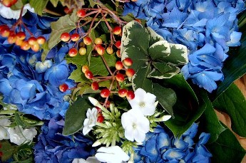 Berries phlox and hydrangea closeup