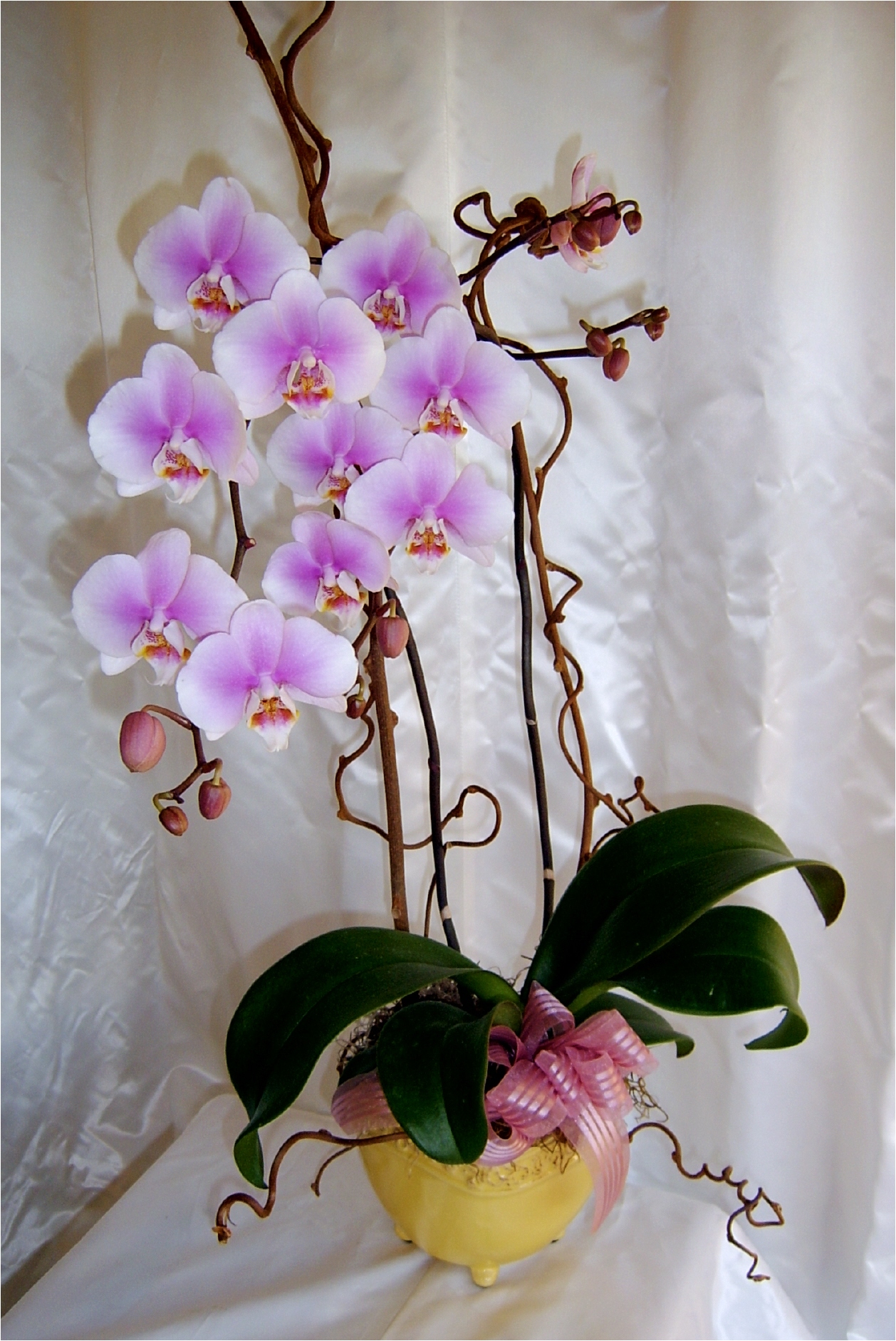 Large Phalaenopsis Pink Tones Orchid