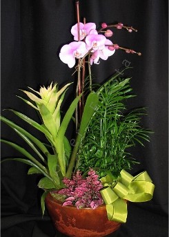 Tropical Orchid Plant Combo Medium