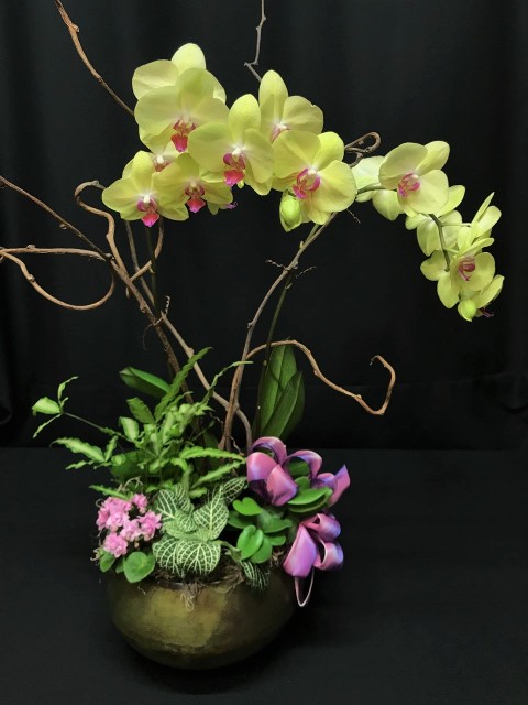 Lovely orchid cachepot design